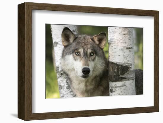 USA, Minnesota, Sandstone. Close-up of gray wolf between birch trees.-Wendy Kaveney-Framed Photographic Print