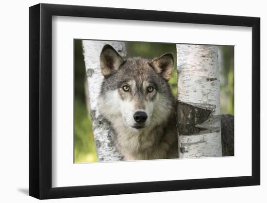 USA, Minnesota, Sandstone. Close-up of gray wolf between birch trees.-Wendy Kaveney-Framed Photographic Print