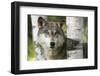 USA, Minnesota, Sandstone. Close-up of gray wolf between birch trees.-Wendy Kaveney-Framed Photographic Print