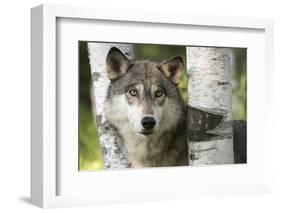 USA, Minnesota, Sandstone. Close-up of gray wolf between birch trees.-Wendy Kaveney-Framed Photographic Print