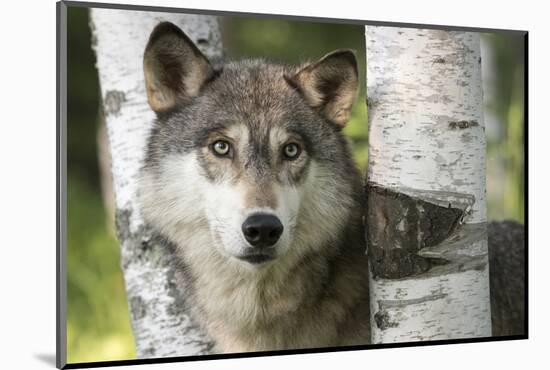 USA, Minnesota, Sandstone. Close-up of gray wolf between birch trees.-Wendy Kaveney-Mounted Photographic Print