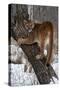 USA, Minnesota, Sandstone. Cougar climbing tree.-Hollice Looney-Stretched Canvas