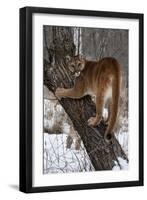 USA, Minnesota, Sandstone. Cougar climbing tree.-Hollice Looney-Framed Photographic Print