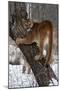 USA, Minnesota, Sandstone. Cougar climbing tree.-Hollice Looney-Mounted Photographic Print