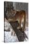 USA, Minnesota, Sandstone. Cougar climbing tree.-Hollice Looney-Stretched Canvas