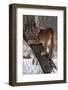 USA, Minnesota, Sandstone. Cougar climbing tree.-Hollice Looney-Framed Photographic Print