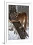 USA, Minnesota, Sandstone. Cougar climbing tree.-Hollice Looney-Framed Premium Photographic Print