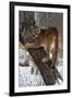 USA, Minnesota, Sandstone. Cougar climbing tree.-Hollice Looney-Framed Premium Photographic Print