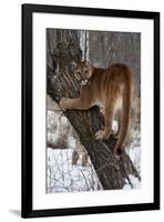 USA, Minnesota, Sandstone. Cougar climbing tree.-Hollice Looney-Framed Premium Photographic Print