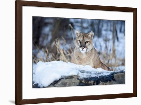 USA, Minnesota, Sandstone. Cougar on alert-Hollice Looney-Framed Premium Photographic Print