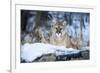 USA, Minnesota, Sandstone. Cougar on alert-Hollice Looney-Framed Premium Photographic Print
