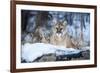 USA, Minnesota, Sandstone. Cougar on alert-Hollice Looney-Framed Premium Photographic Print