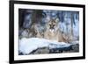 USA, Minnesota, Sandstone. Cougar on alert-Hollice Looney-Framed Premium Photographic Print