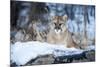 USA, Minnesota, Sandstone. Cougar on alert-Hollice Looney-Mounted Premium Photographic Print