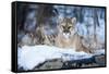 USA, Minnesota, Sandstone. Cougar on alert-Hollice Looney-Framed Stretched Canvas