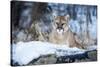 USA, Minnesota, Sandstone. Cougar on alert-Hollice Looney-Stretched Canvas