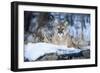 USA, Minnesota, Sandstone. Cougar on alert-Hollice Looney-Framed Photographic Print