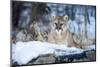 USA, Minnesota, Sandstone. Cougar on alert-Hollice Looney-Mounted Photographic Print