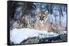 USA, Minnesota, Sandstone. Cougar on alert-Hollice Looney-Framed Stretched Canvas