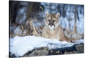 USA, Minnesota, Sandstone. Cougar on alert-Hollice Looney-Stretched Canvas