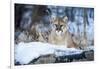 USA, Minnesota, Sandstone. Cougar on alert-Hollice Looney-Framed Photographic Print