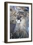 USA, Minnesota, Sandstone. Cougar resting in grass-Hollice Looney-Framed Photographic Print