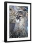 USA, Minnesota, Sandstone. Cougar resting in grass-Hollice Looney-Framed Photographic Print