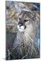 USA, Minnesota, Sandstone. Cougar resting in grass-Hollice Looney-Mounted Photographic Print