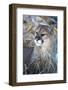 USA, Minnesota, Sandstone. Cougar resting in grass-Hollice Looney-Framed Photographic Print