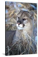 USA, Minnesota, Sandstone. Cougar resting in grass-Hollice Looney-Stretched Canvas