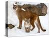 USA, Minnesota, Sandstone, Cougars, Mother and Young-Hollice Looney-Stretched Canvas