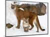 USA, Minnesota, Sandstone, Cougars, Mother and Young-Hollice Looney-Mounted Photographic Print