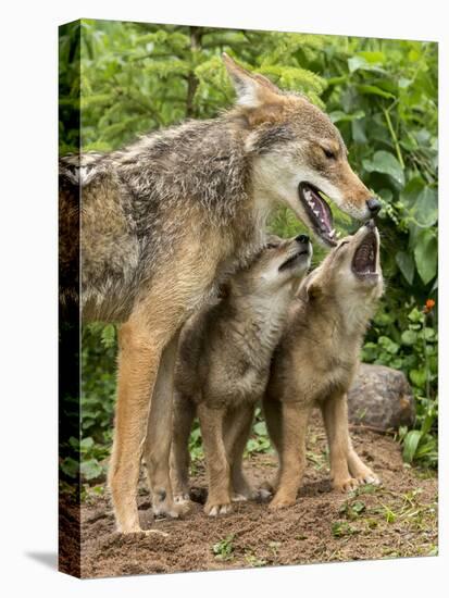 USA, Minnesota, Sandstone. Coyote mother and pups begin howling.-Wendy Kaveney-Stretched Canvas