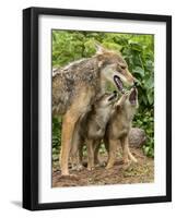 USA, Minnesota, Sandstone. Coyote mother and pups begin howling.-Wendy Kaveney-Framed Photographic Print