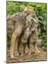 USA, Minnesota, Sandstone. Coyote mother and pups begin howling.-Wendy Kaveney-Mounted Photographic Print