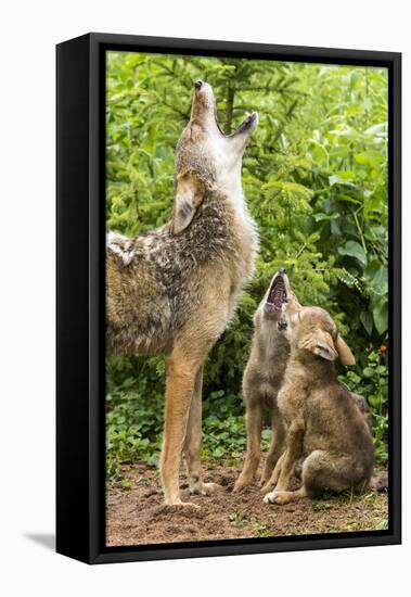 USA, Minnesota, Sandstone. Coyote mother and pups howling.-Wendy Kaveney-Framed Stretched Canvas
