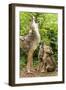 USA, Minnesota, Sandstone. Coyote mother and pups howling.-Wendy Kaveney-Framed Photographic Print