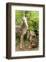 USA, Minnesota, Sandstone. Coyote mother and pups howling.-Wendy Kaveney-Framed Photographic Print