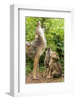 USA, Minnesota, Sandstone. Coyote mother and pups howling.-Wendy Kaveney-Framed Photographic Print