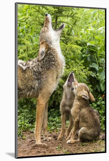 USA, Minnesota, Sandstone. Coyote mother and pups howling.-Wendy Kaveney-Mounted Photographic Print