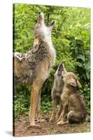 USA, Minnesota, Sandstone. Coyote mother and pups howling.-Wendy Kaveney-Stretched Canvas