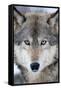 USA, Minnesota, Sandstone, Eyes of the Wolf-Hollice Looney-Framed Stretched Canvas