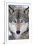 USA, Minnesota, Sandstone, Eyes of the Wolf-Hollice Looney-Framed Photographic Print