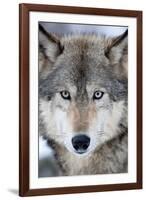 USA, Minnesota, Sandstone, Eyes of the Wolf-Hollice Looney-Framed Photographic Print