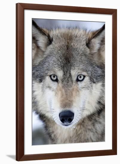 USA, Minnesota, Sandstone, Eyes of the Wolf-Hollice Looney-Framed Photographic Print