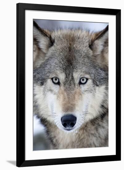 USA, Minnesota, Sandstone, Eyes of the Wolf-Hollice Looney-Framed Photographic Print