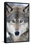 USA, Minnesota, Sandstone, Eyes of the Wolf-Hollice Looney-Framed Stretched Canvas