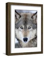 USA, Minnesota, Sandstone, Eyes of the Wolf-Hollice Looney-Framed Photographic Print