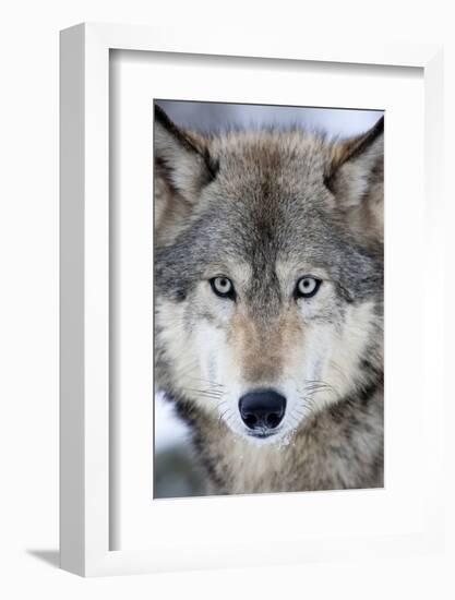 USA, Minnesota, Sandstone, Eyes of the Wolf-Hollice Looney-Framed Photographic Print