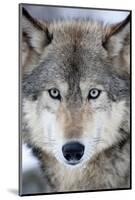 USA, Minnesota, Sandstone, Eyes of the Wolf-Hollice Looney-Mounted Photographic Print